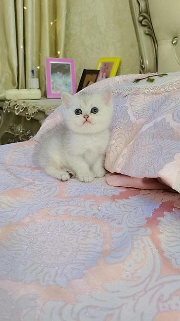 сиамская кошка даром: Выставляется на продажу чистокровный шотландский мальчик в окрасе — 3