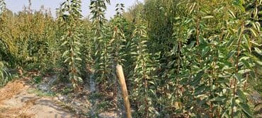 уголь каракече бешсары шабыркуль каражыра доставка бишкек купить фото: Всем Ассаламу алайкум гилас кочоттор сатылат сорту воловой 3 деген — 5