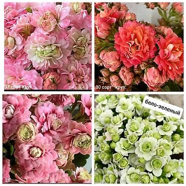 деткие: В продаже детки гибридных сортов каланхоэ по 150 с Бишкек ‼️ — 4