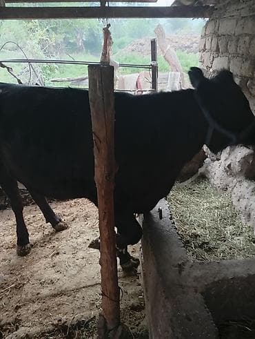 кальций для кур: Продаю | Корова (самка) | Для молока | Привязанные — 2
