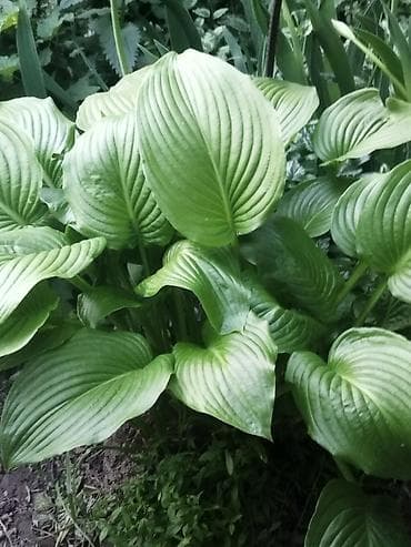 Хоста зелёная крупнолистная (делёнки с корневищем) -