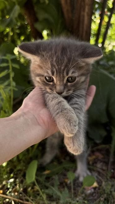 вин кот: 2 месяца, Девочка, Серый, Метис — 4