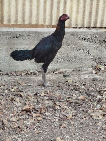 собаки для охраны: Дакан жожо короз сатылат активный алмашу жолдору бар адрес Бишкек Заря — 1