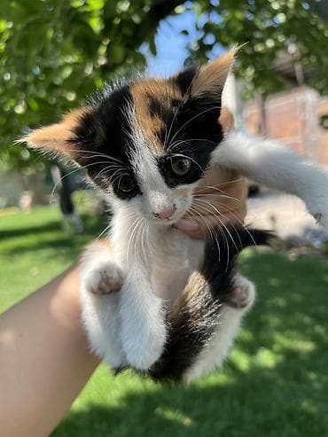 Продажа кошек: Котята, помёт домашней кошки. Окрас на выбор: - черно-белый (маска и — 2