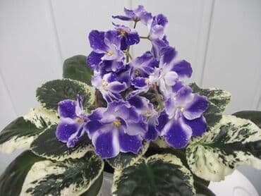 фиалки глоксинии: 🌱🌺🌱 Продаю сортовые ДЕТКИ стандартных фиалок🌱🌺🌱. Цены от 80-150 сом — 5