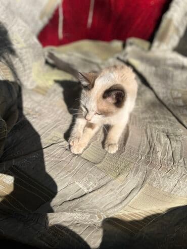 сколько стоит сфинкс кошка: Котёнок с колор-пойнт окраской. - Окрас: светлый (кремовый/бежевый) с — 1