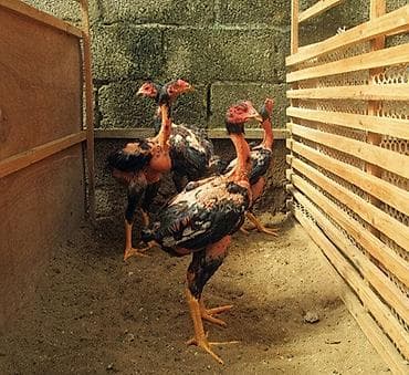 продам курей: Продаю | Петух | Бойцовая | Для разведения — 10