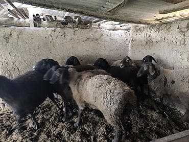 мал уйлар: Продаю | Овца (самка) | Полукровка | Для разведения — 4