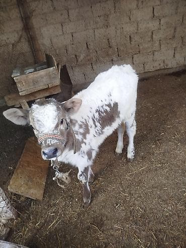 мопс сабака: Продаю | Музоо, торпок | Полукровка | Для разведения | Привязанные — 1