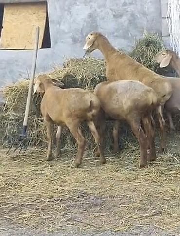 отдам котят в добрые руки: Продаю | Овца (самка) | Арашан — 2