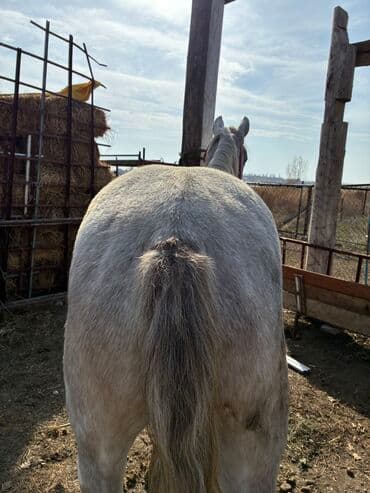 продажа пчёл: Сатам | Байтал | Ат спорту — 11