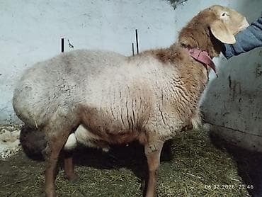 Аквариумдар: Сатам | Кочкор (эркек) | Арашан | Көбөйтүү үчүн | Асыл тукумдуу — 3