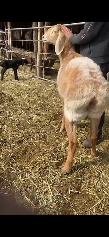 ат сатып алам: Продаю | Овца (самка) | Для разведения | Племенные — 3