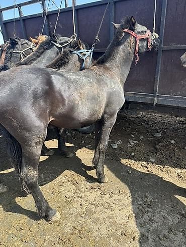 тор рыба: Продаю | Кобыла (самка) | Для разведения — 1