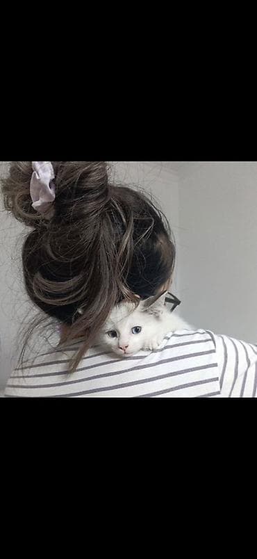 Животные: Котёнок 1.5 месяца, мальчик, с голубыми глазами. Мы зовем его — 9