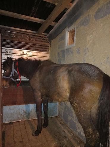 клетка для перепелят: Продаю | Кобыла (самка) | На забой | Племенные — 3