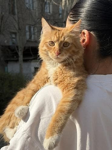 Животные: 8 месяцев, Мальчик, Метис, Приучена к лотку, Проглистована — 4