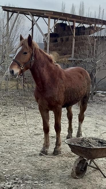 Башка жаныбарлар: Сатам | Байтал | Дончак | Жумушка, Ат спорту | Асыл тукумдуу — 3