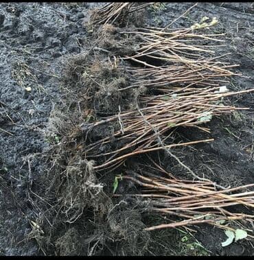 купить семена цветов в бишкеке: Малина кочот Полька / Полана сорт Семена и Саженци Малины Полька сорт — 6