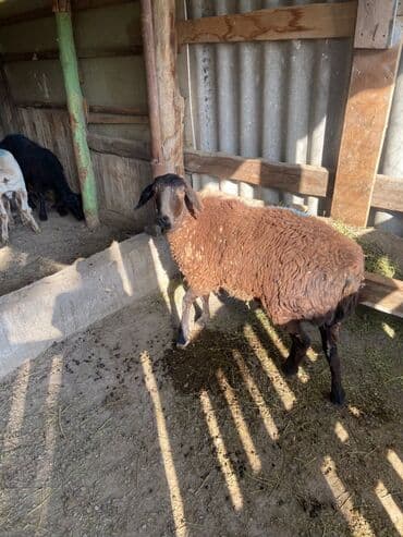 Собаки: Продаю | Баран (самец) | Меринос | На забой | Кастрированные — 4