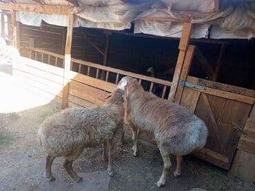 декоративные кролик: Продаю | Баран (самец) | Арашан | На забой, Для разведения — 9