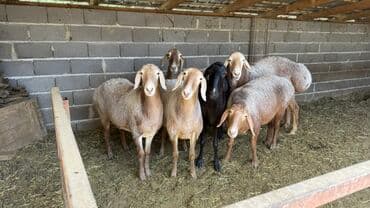 собака доберман цена: Продаю | Баран (самец), Овца (самка), Ягненок | Арашан | Для разведения | Котные, Матка, Осеменитель — 1