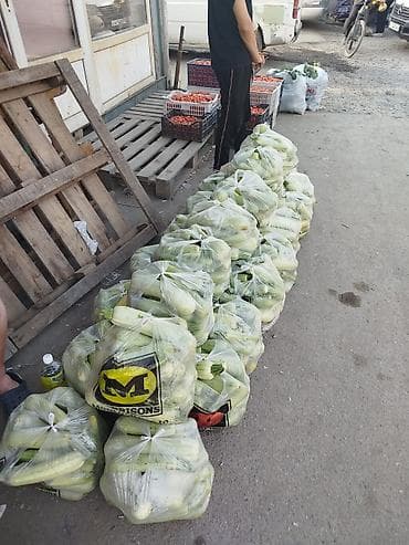 Продукты питания: Кабачки Оптом — 1