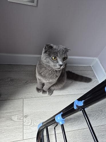 вислоухий: Скотиш Фолд (Шотландская вислоухая), 6 месяцев, Девочка, Серый, С прививками — 1