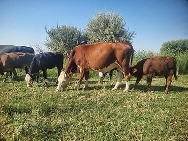Продаю | Корова (самка) | Герефорд | Для разведения | Племенные at lalafo.kg Продаю | Корова (самка) | Герефорд | Для разведения | Племенные