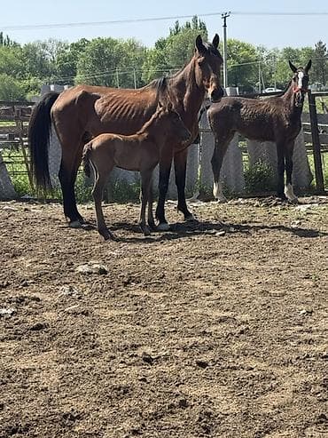 щенки мопсы: Продаю | Кобыла (самка) | Полукровка, Дончак, Английская | Для разведения, Для молока | Племенные — 4