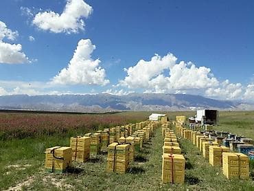 рамки для ульев: Предлагаются ульи Дадан и 6-рамочники для пчеловодства. Ульи Дадан — 8