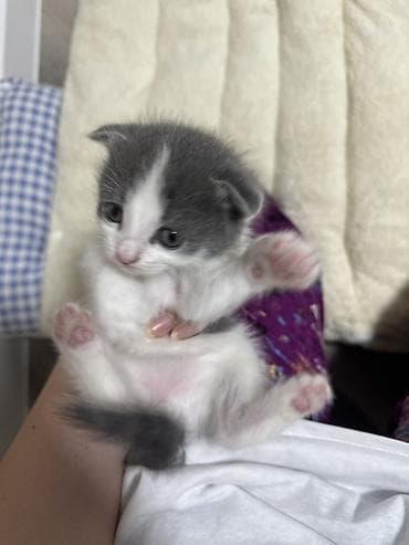 1 800 kgs котяты: Котята, помёт из 4 малышей: - Окрас: сплошной серый (2 котёнка) — 2