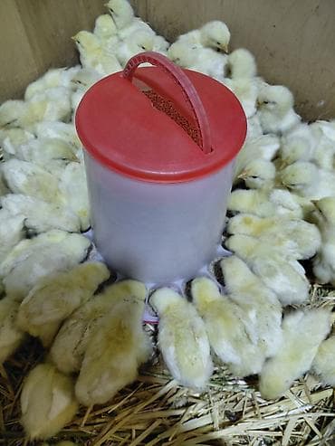 Продаю | Цыплята | Для разведения, Несушки