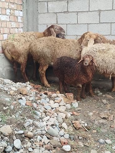 Продаю | Овца (самка) | Для разведения | Матка at lalafo.kg Продаю | Овца (самка) | Для разведения | Матка