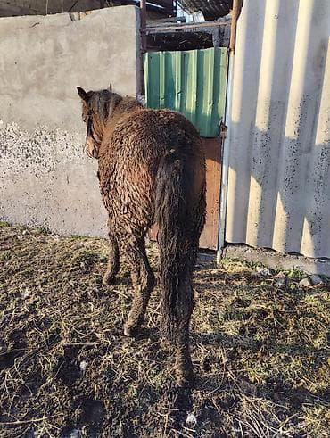 ахалтекинская лошадь цена: Продаю | Жеребенок | Полукровка | Рабочий | Племенные — 7