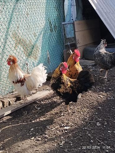 сибирская кошка: Продаю петушков 5 месяцев, не крупные — 3