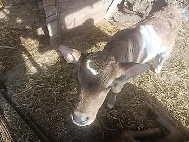 купить перепёлок: Продаю | Музоо, торпок | На откорм | Искусственник — 1