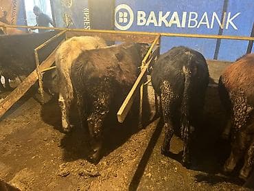 бычки на мясо: Продаю | Бык (самец) | На откорм — 2