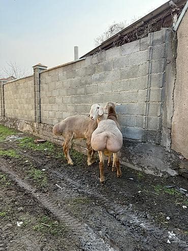 Куры, петухи: Продаю | Баран (самец) | Арашан | Для разведения — 3