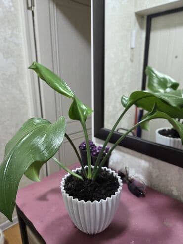 вьющие розы: Подарочные горшечные растения — примула акаулис (Primula acaulis) с — 4