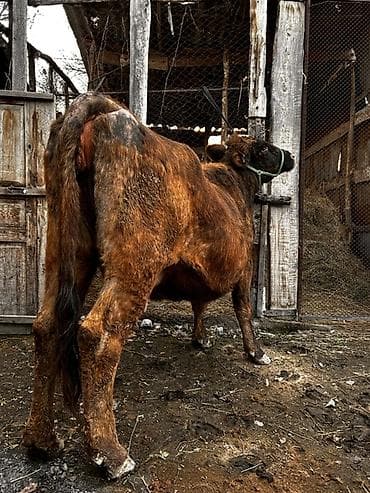 алатауский: Продаю | Корова (самка) | Алатауская, Швицкая | Для молока | Стельные — 10