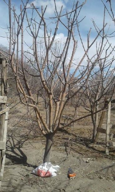 работа на маникюр: Услуги садовника. делаю обрезку плодовых деревьев и кустарников — 2