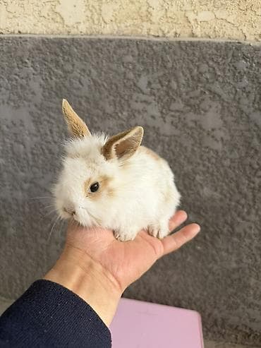 яйца фазан: Карликовые декоративные кролики (пуховые, «львиноголовые» типы) — 7