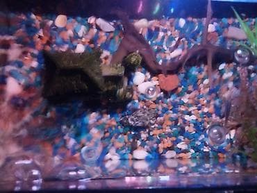 золотые рыбки: Аквариумный комплект для домашних рыб - Стеклянный аквариум — 3