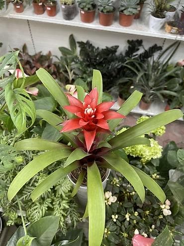 Гузмания (Guzmania) с ярким красно-алым прицветником - Эффектный at lalafo.kg Гузмания (Guzmania) с ярким красно-алым прицветником - Эффектный