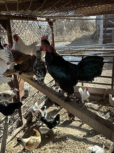 продаю животных: Яйца на инкубацию продаю 🥚 Карликовые голошейки и бентамки мини куры — 6