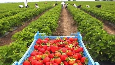 Башка азыктануучу азык-түлүктөр: Кулпунай Дүңүнөн — 1