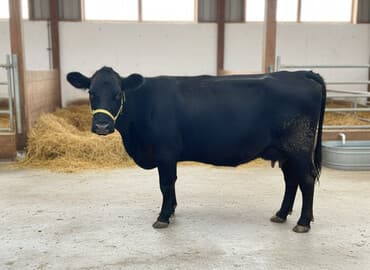 певчие птицы: Продаю | Корова (самка) | Для молока | Привязанные — 9