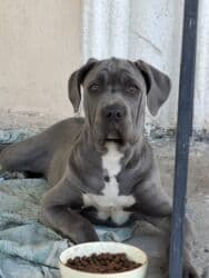 кавказ собака: Продаются щенки кубинского питбультерьера, линейное разведение — 9