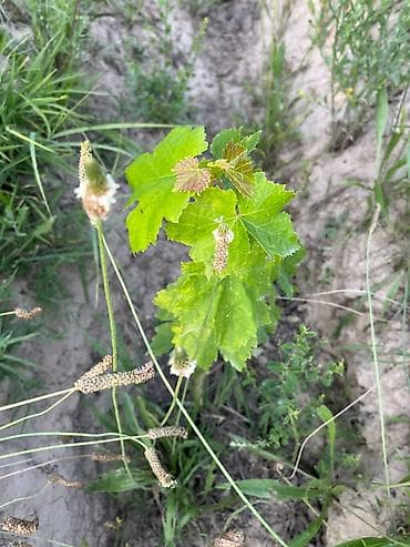 green hill: 300 соток, Договор купли-продажи — 4